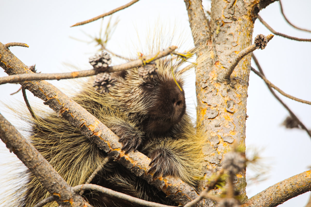 Porcupine Hanging Out