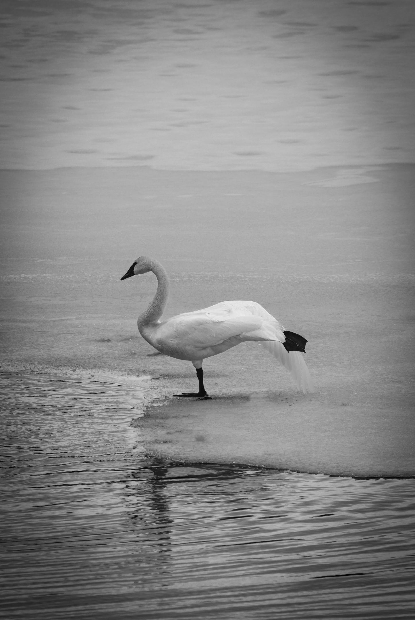 Balancing Swan