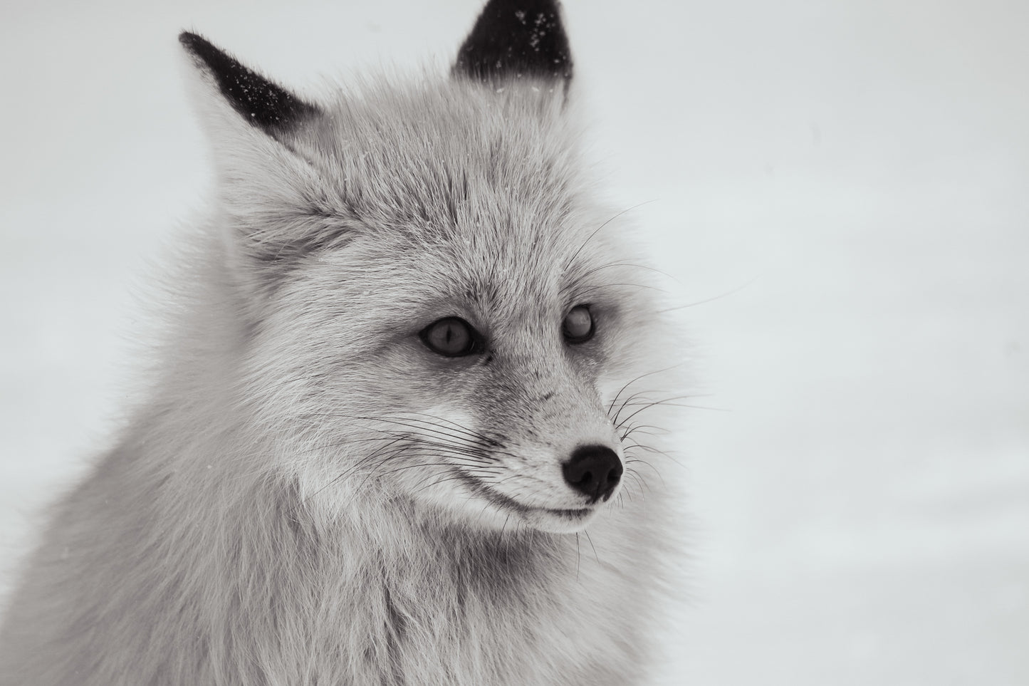 Blind Fox