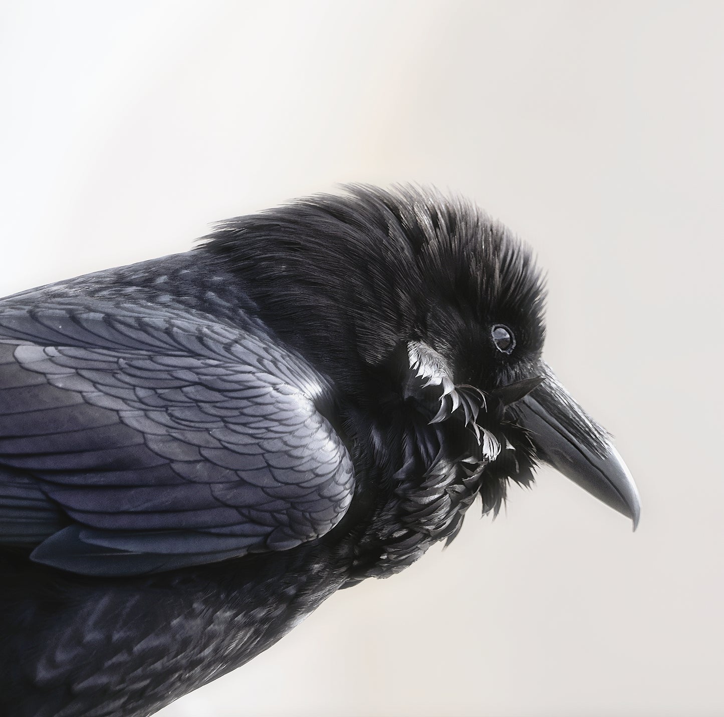 Profiled Raven