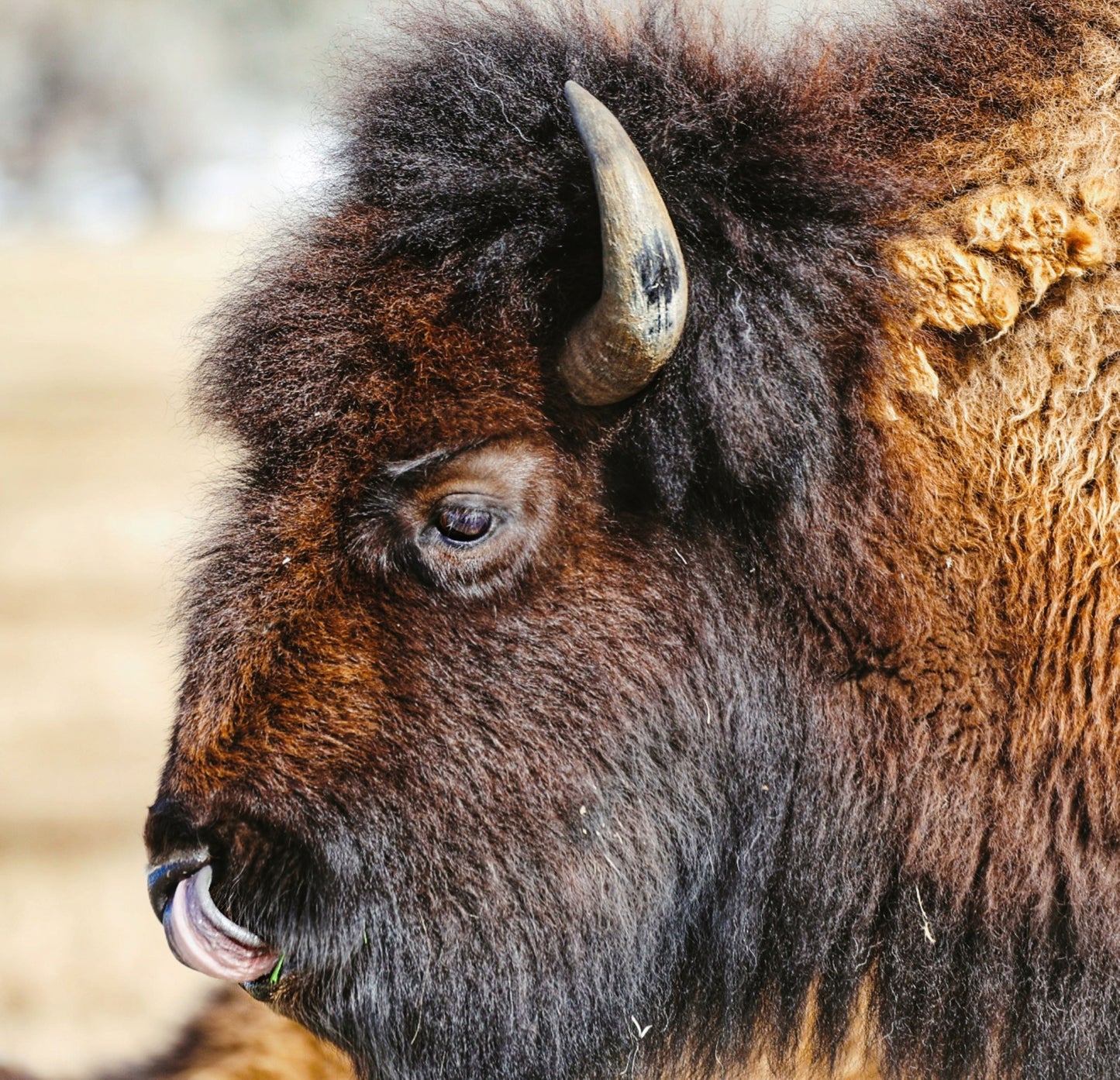 American Bison