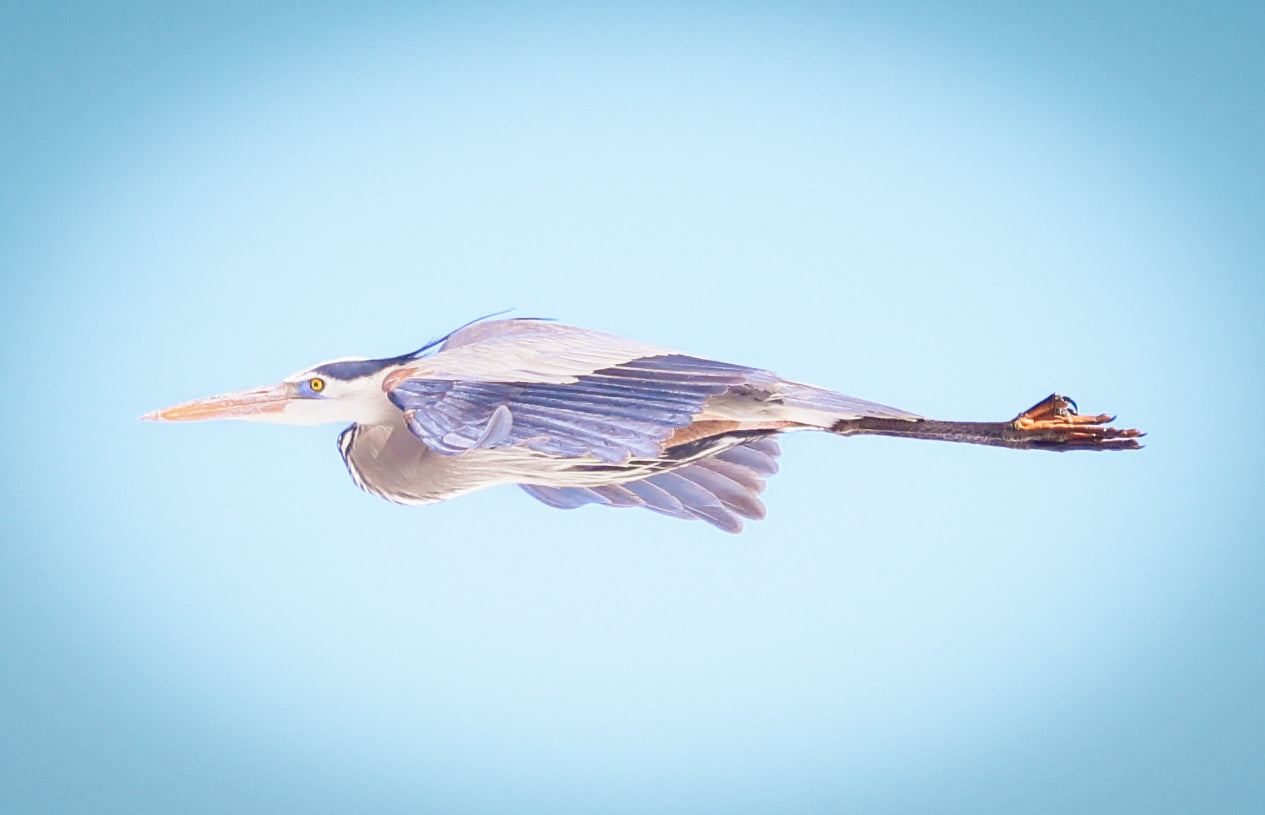Gliding Blue Heron