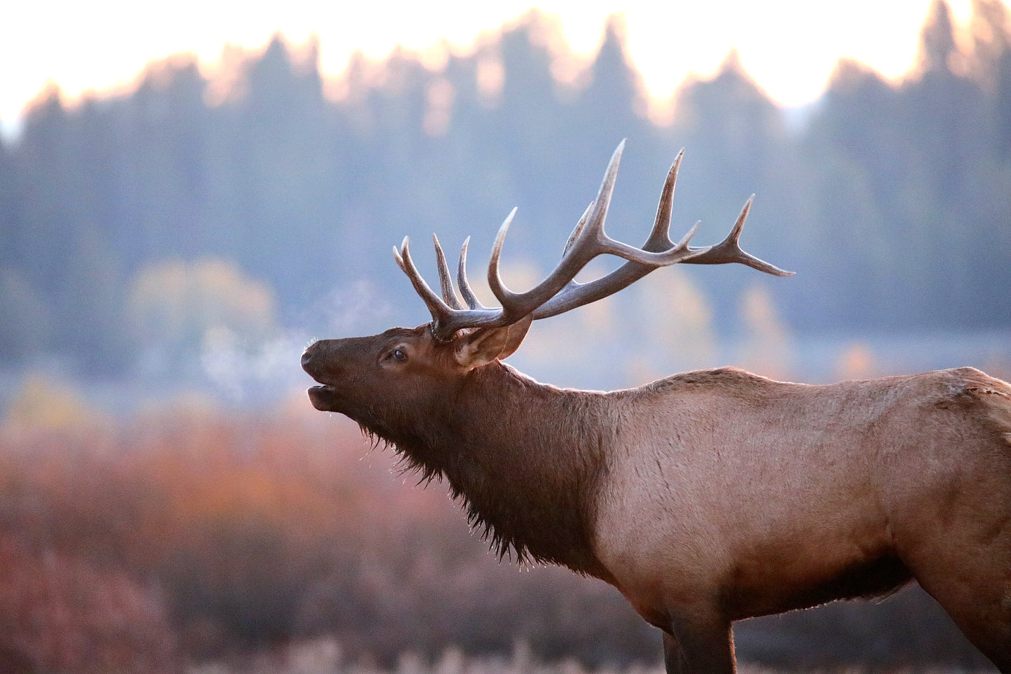 Bugling Bull Elk