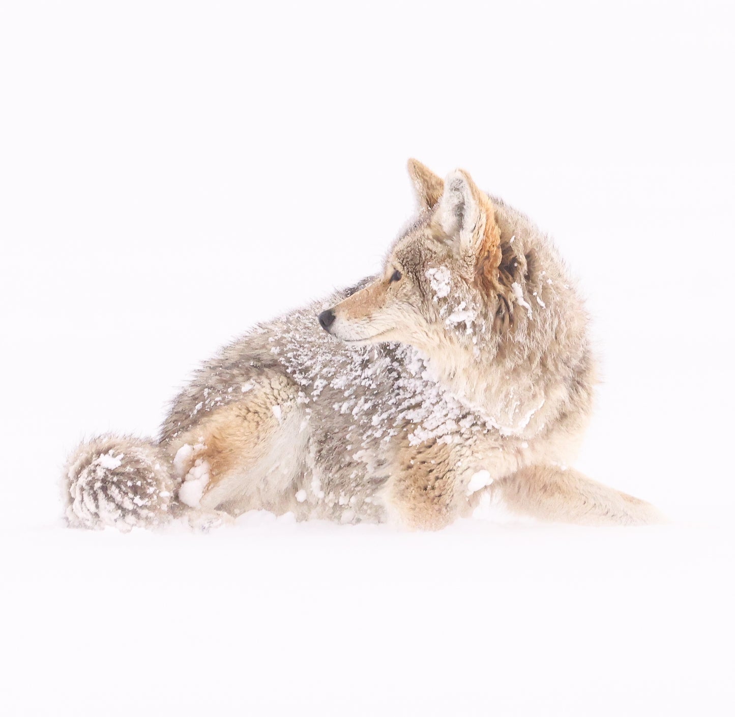 Coyote in a Winter Storm
