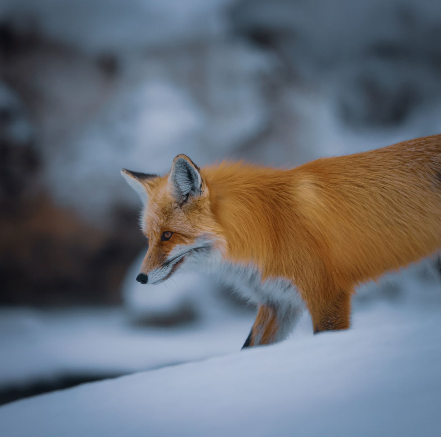 Curious Red Fox