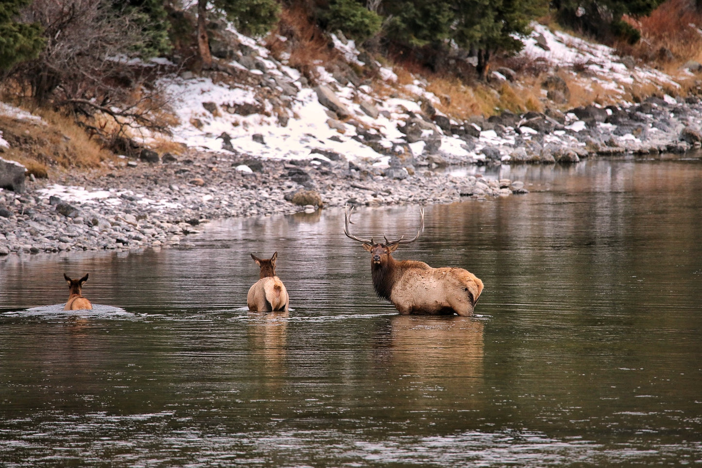 Elk Family River Crossing