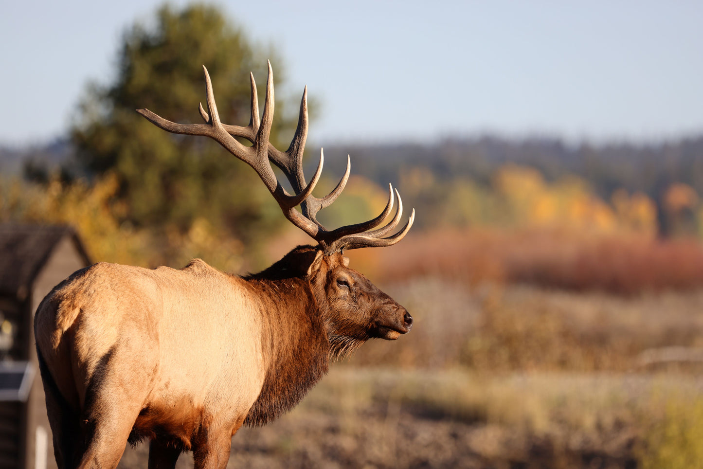 Bull Elk Looking Down the Snake River