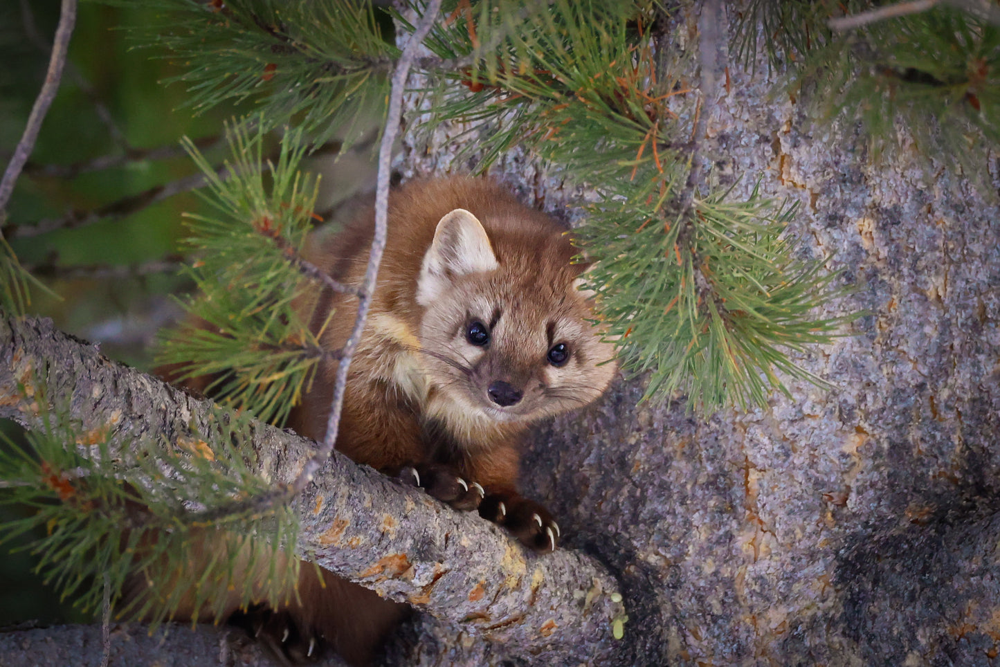 Eyes of the Forest