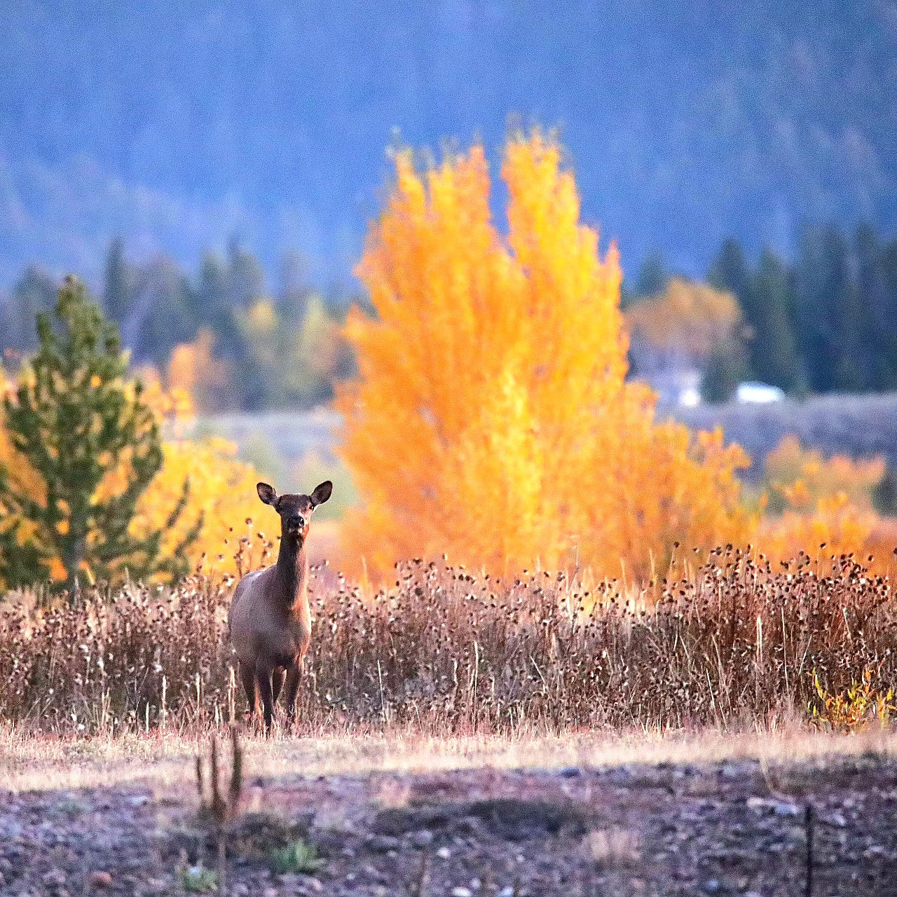 Fall Cow Elk