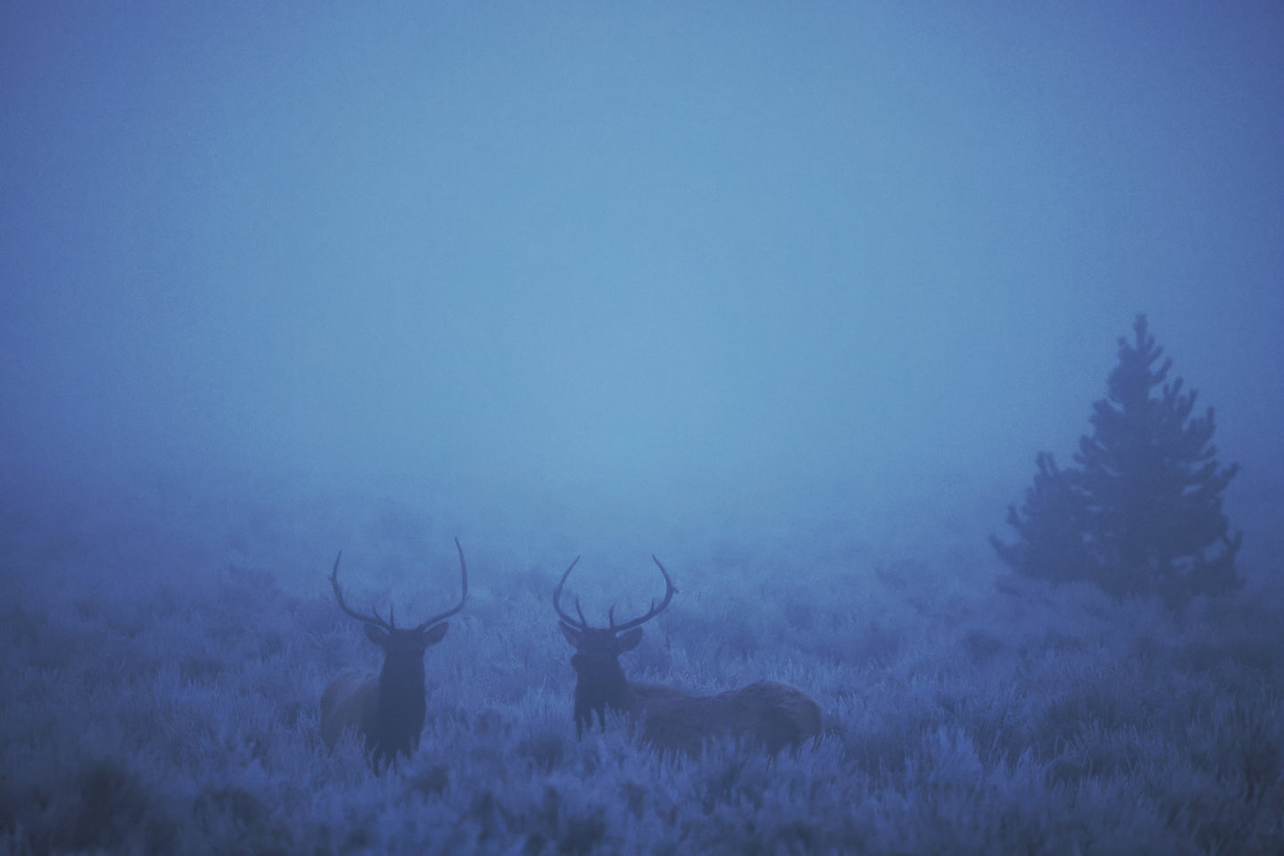Foggy Morning Bull Elk