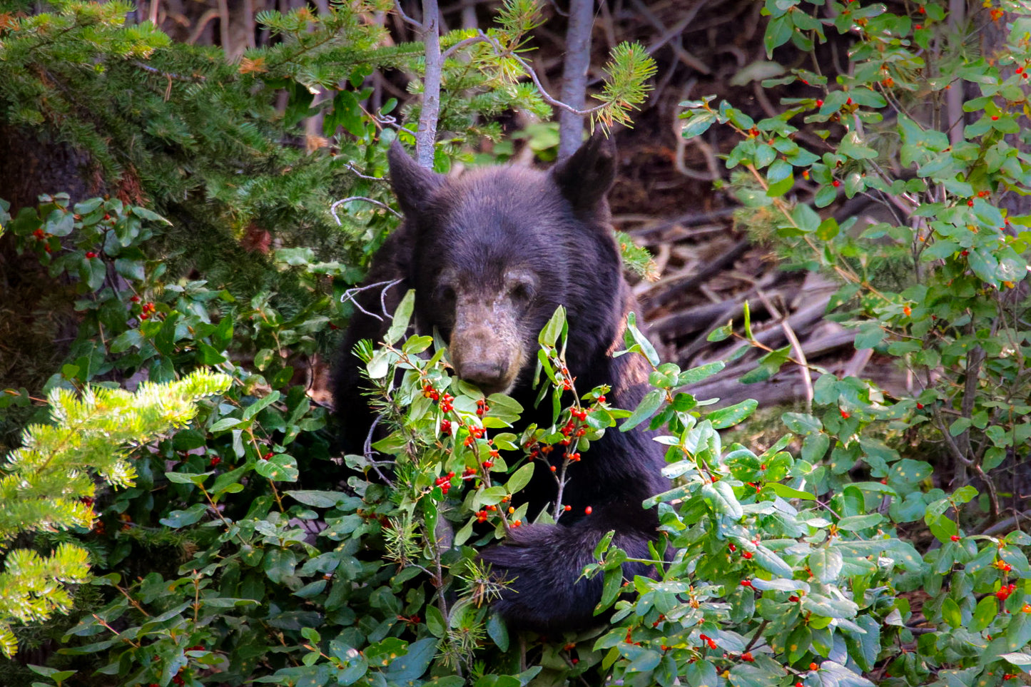 Forest Forager