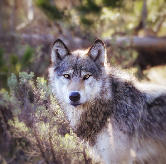 Grey Wolf Stare Down