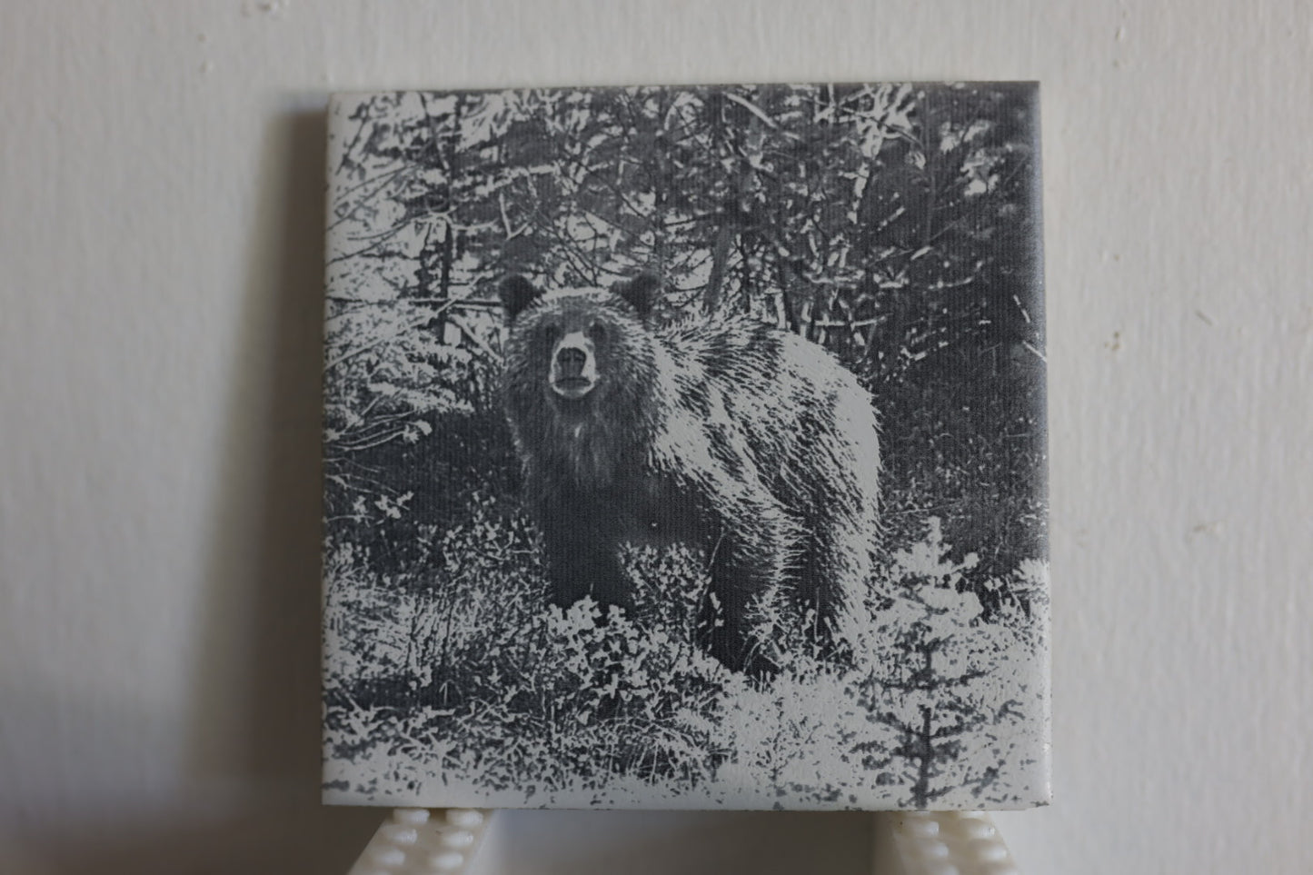 Grizzly Cub Spirit Coaster