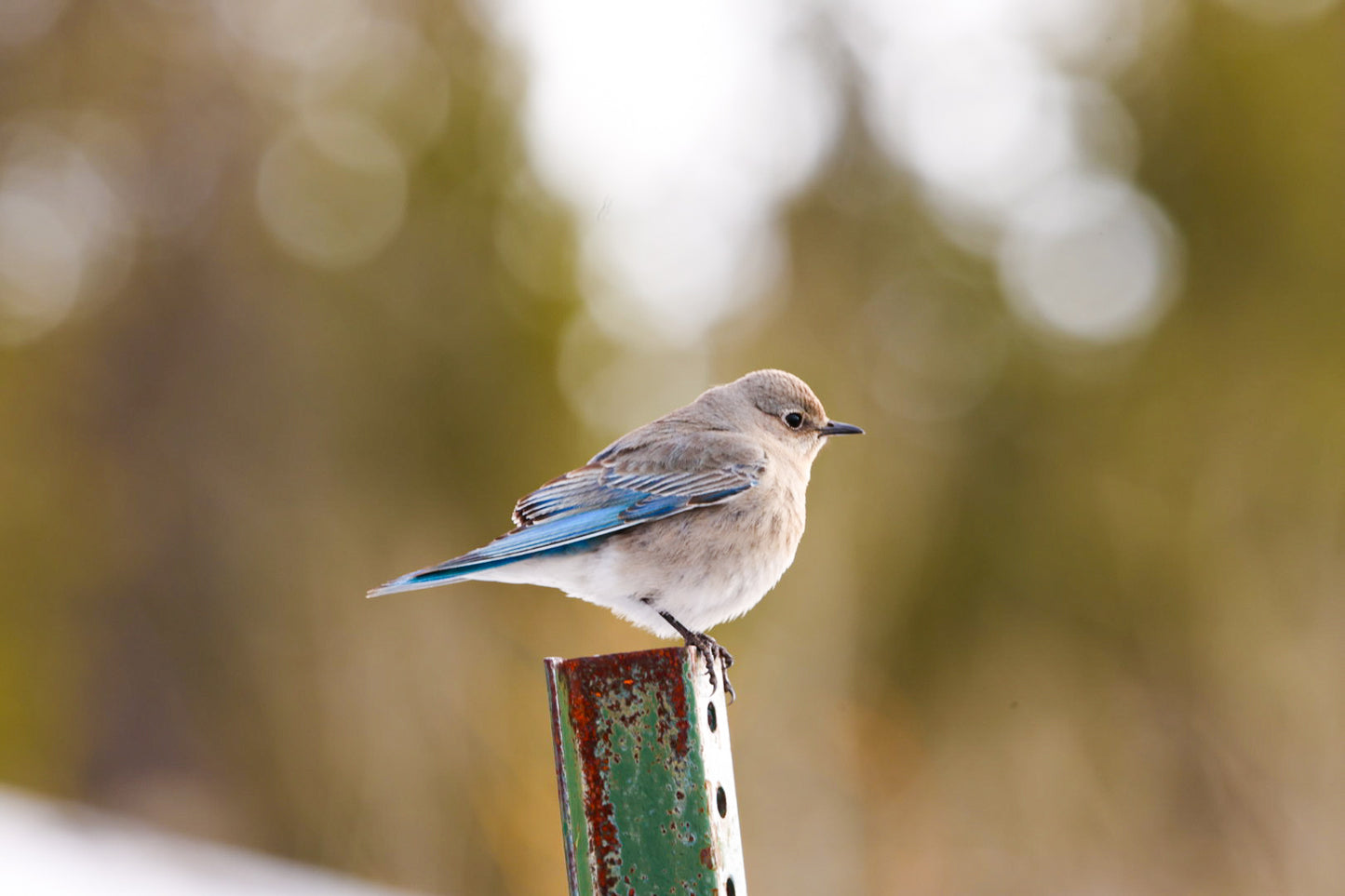 Morning Mountain Blue Bird
