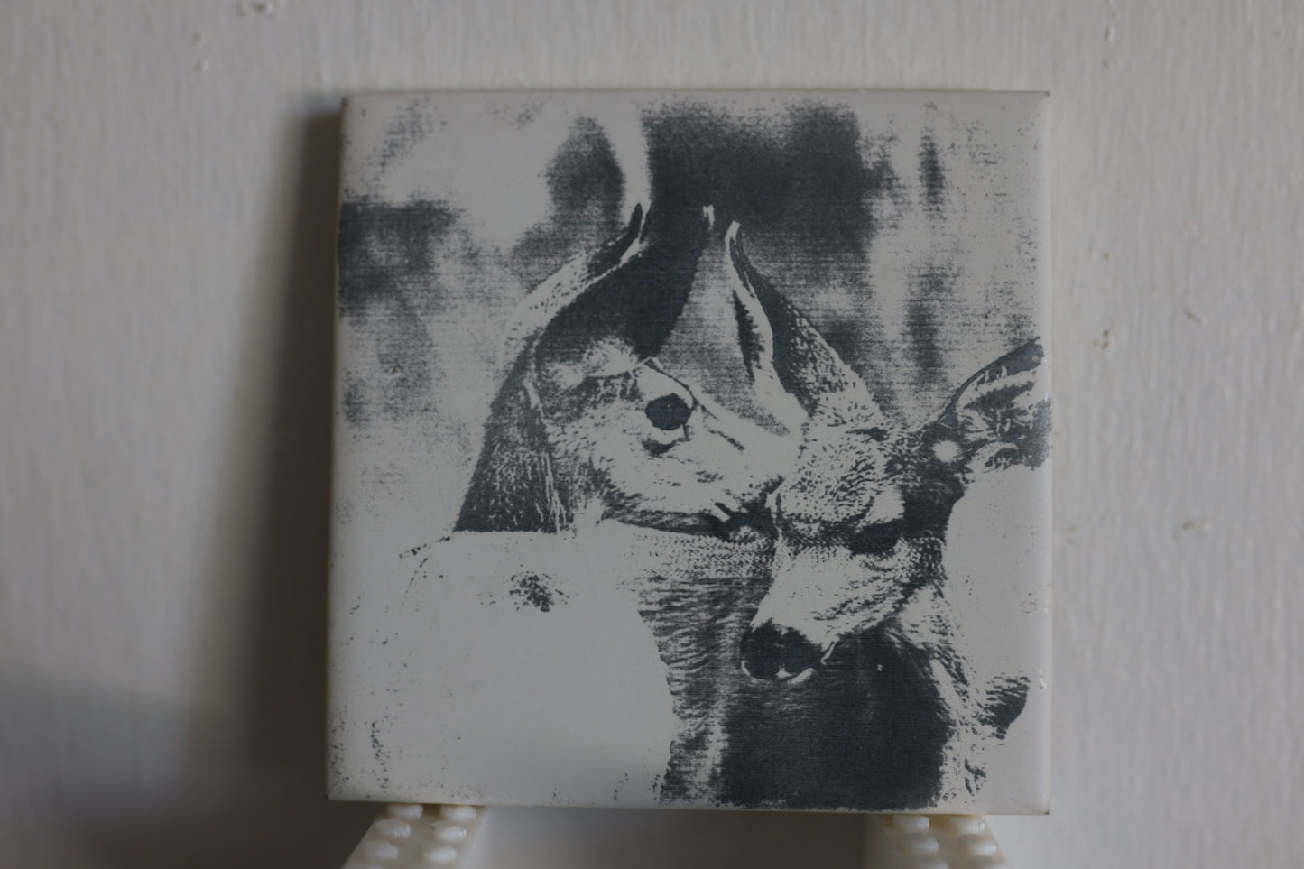 Mule Deer Fawns Coaster