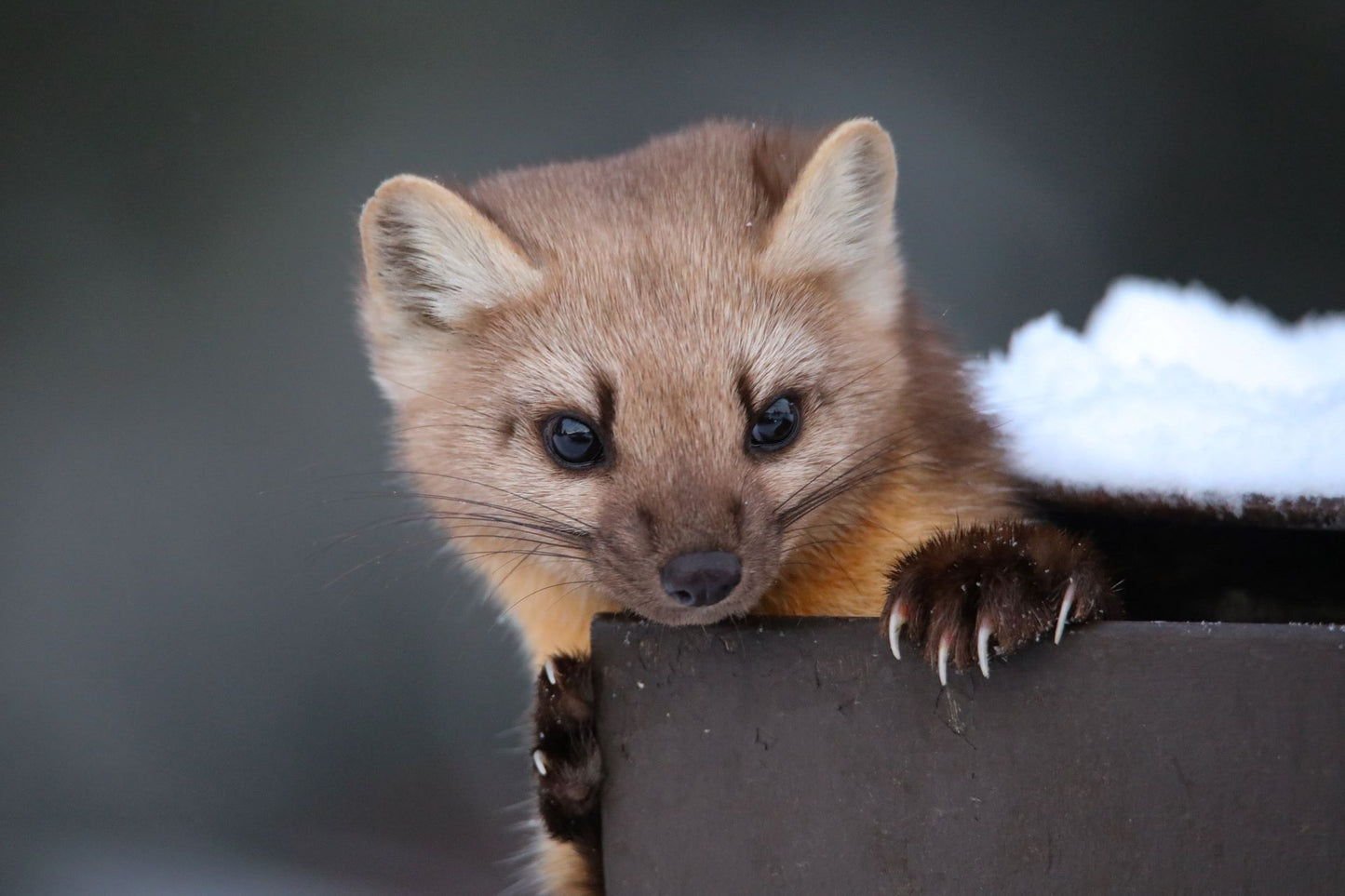 Pine Marten Bandit