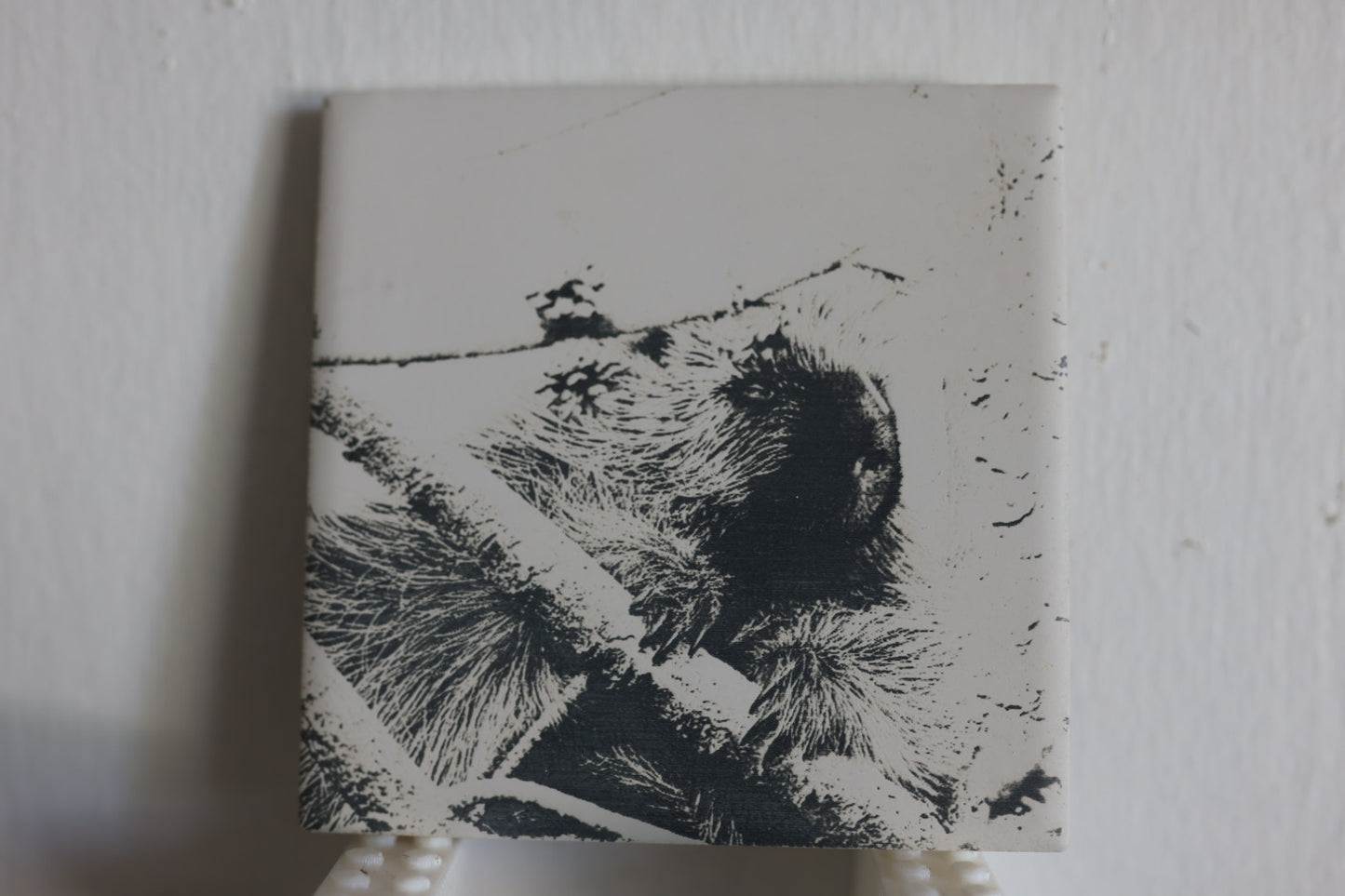 Porcupine Hanging Out Coaster