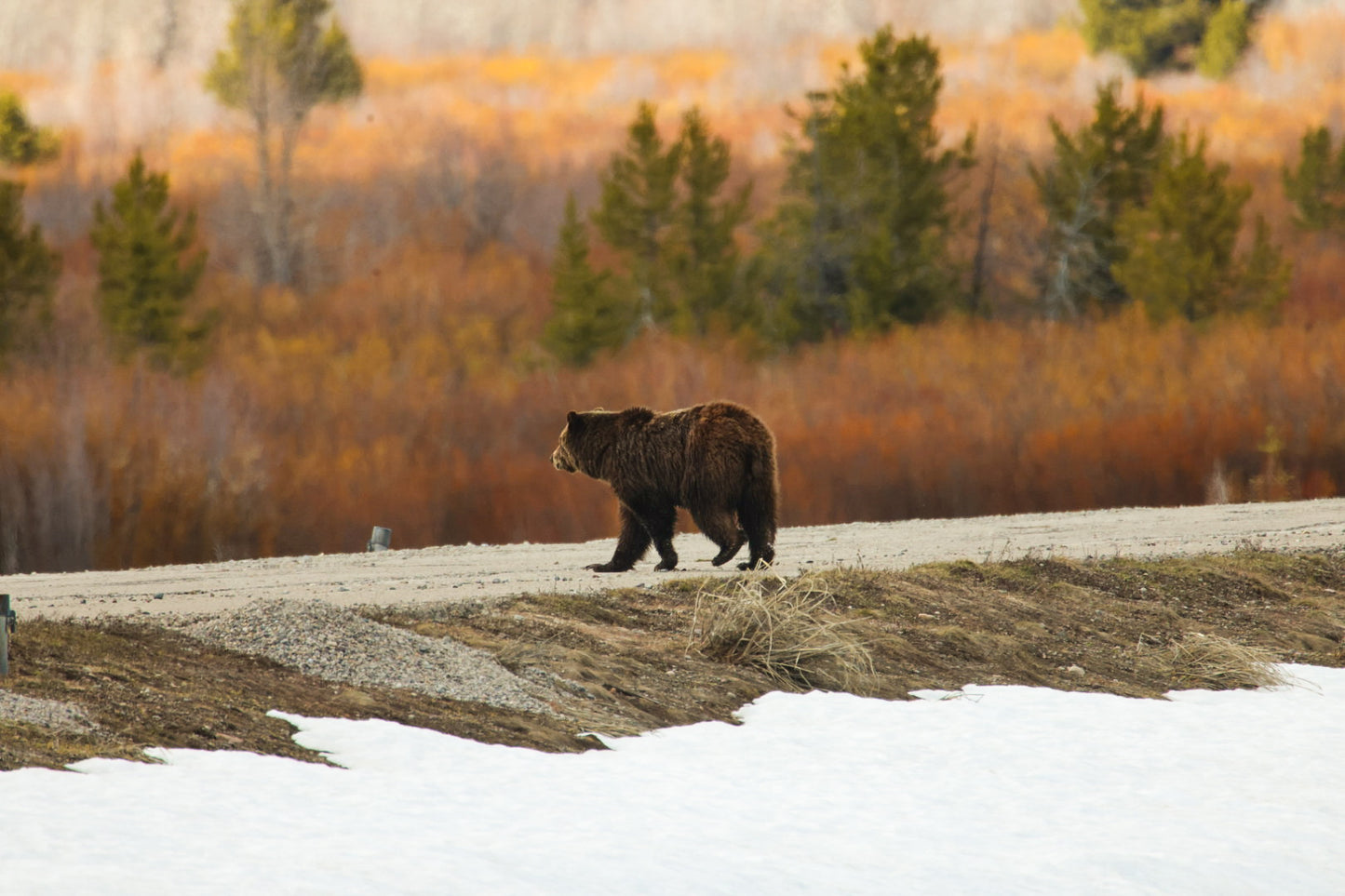Strolling Grizzly