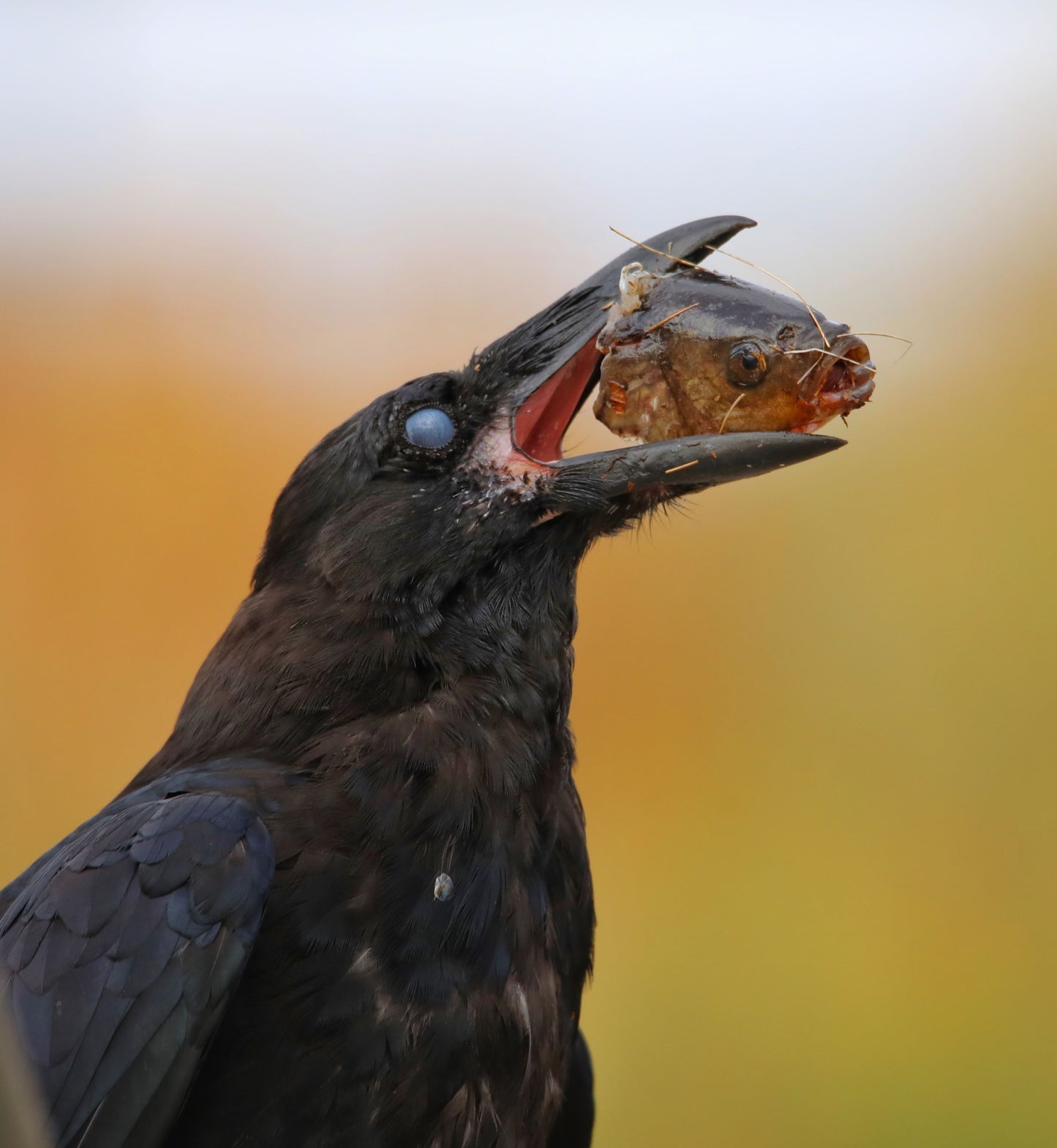 Unsettling Meal for a Raven