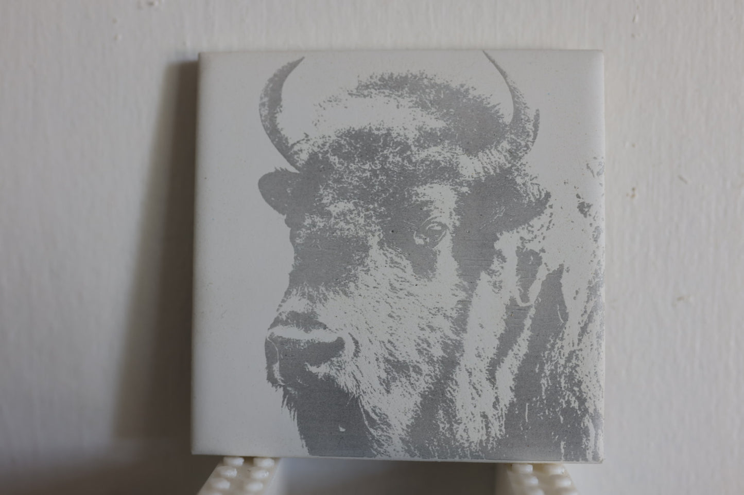 Young Bison Coaster