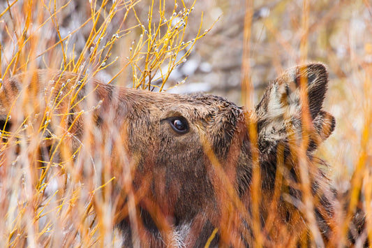 Always Watching Cow Moose