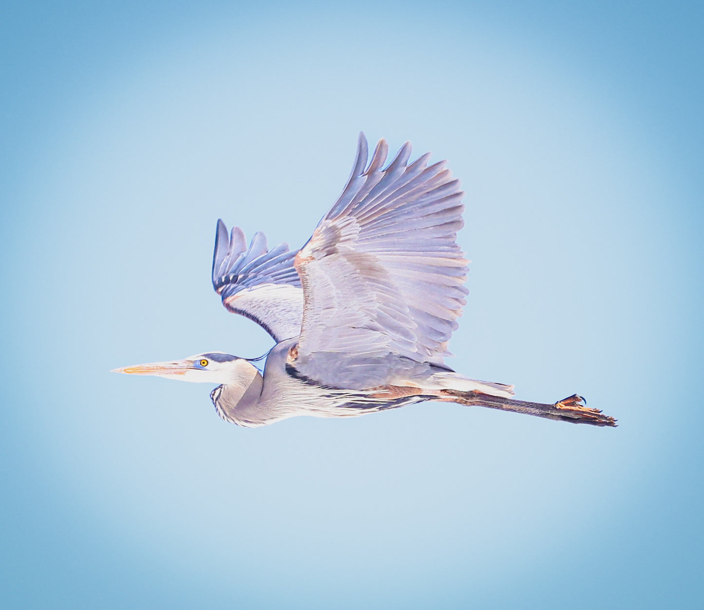 Blue Heron in Flight