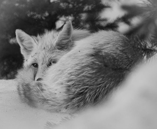 Cozy Fox