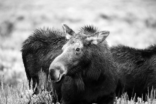 Moose Momma