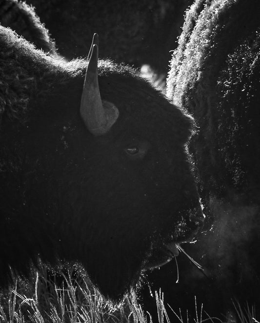 Winter Bison