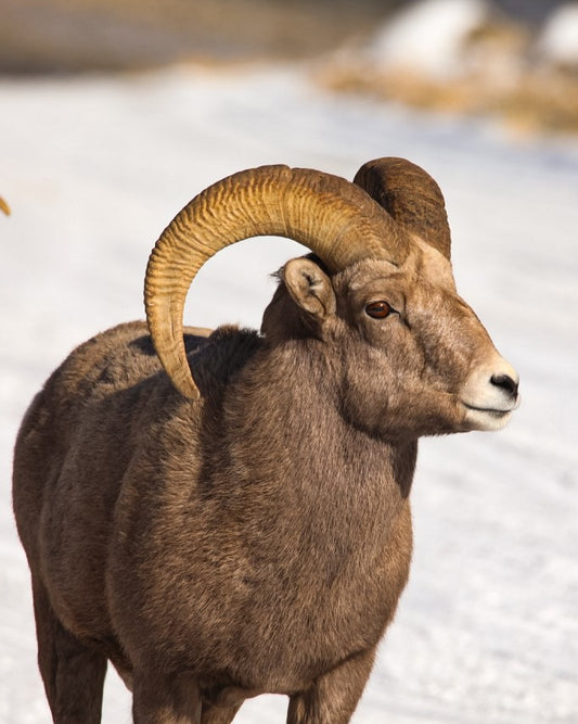 Bighorn Ram