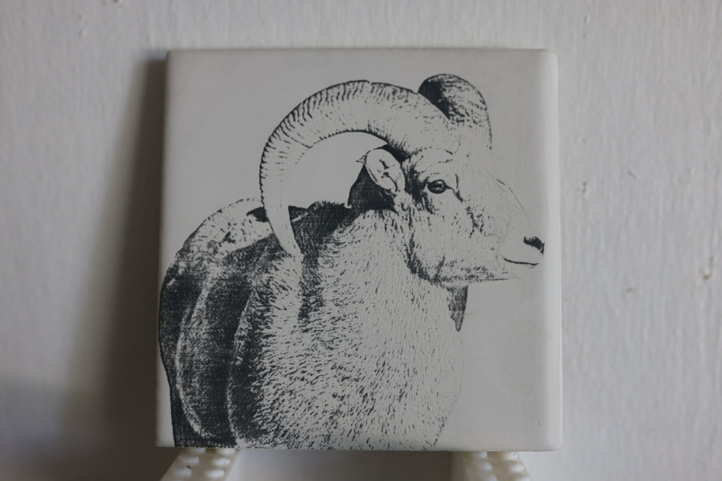 Big Horn Ram Coaster