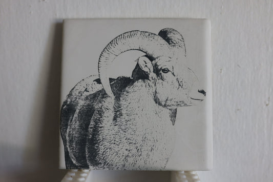 Big Horn Ram Coaster