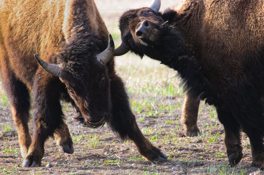 Bison Battle