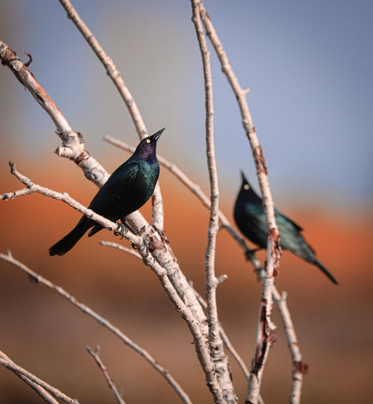 Iridescent Black Birds