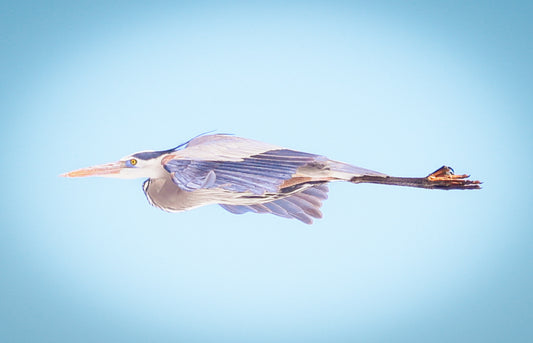 Gliding Blue Heron