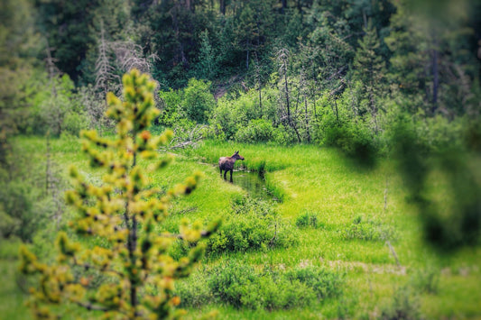 Cow Moose in a Creek