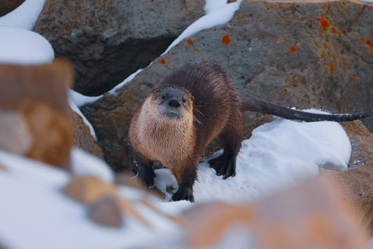 Curious Otter