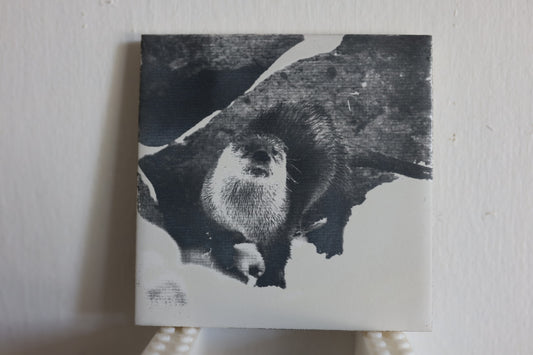 Curious Otter Coaster