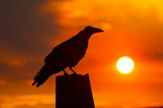 Evening of Solitude