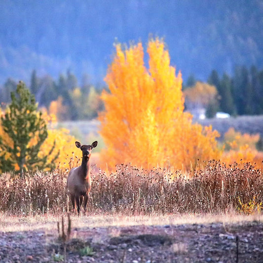 Fall Cow Elk