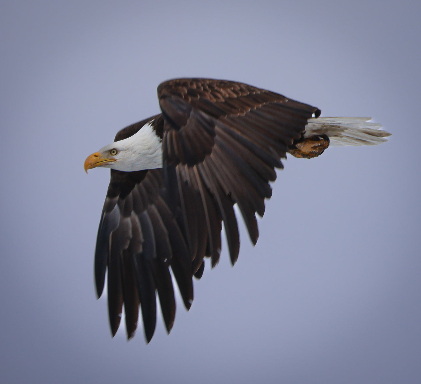 Bald Eagle in Flight