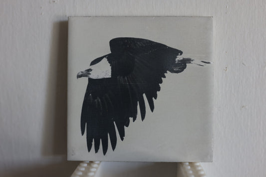 Flying Bald Eagle Coaster