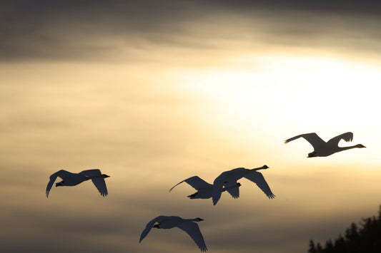Flying Swans