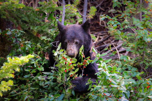 Forest Forager