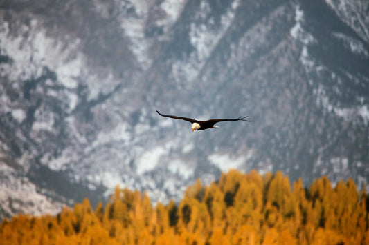 Golden Hour Bald Eagle