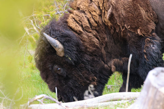 Grazing Giant