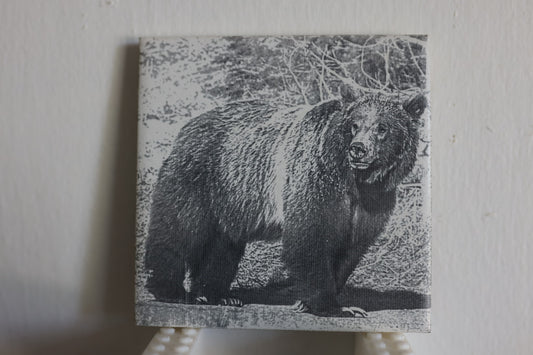 Grizzly 399 Coaster