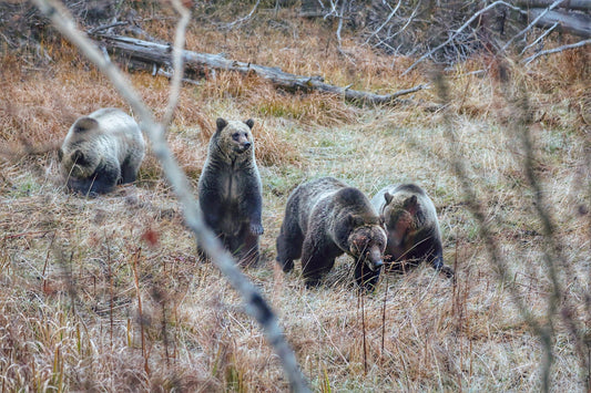 Grizzly 610 and Family