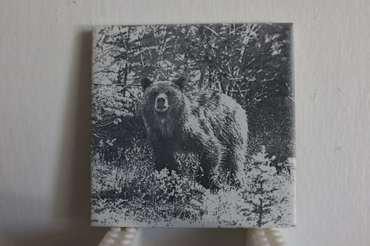 Grizzly Cub Spirit Coaster