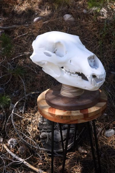 3D Printed Grizzly Bear Skull